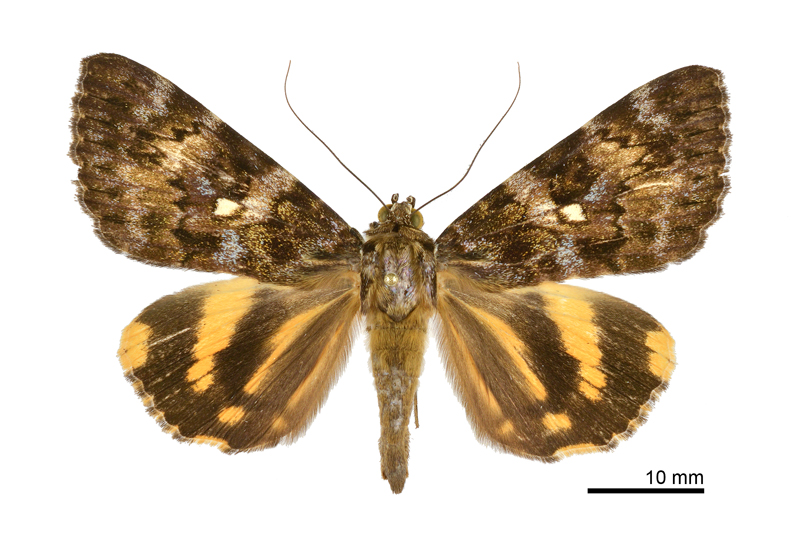 Catocala sp nov 1 Male